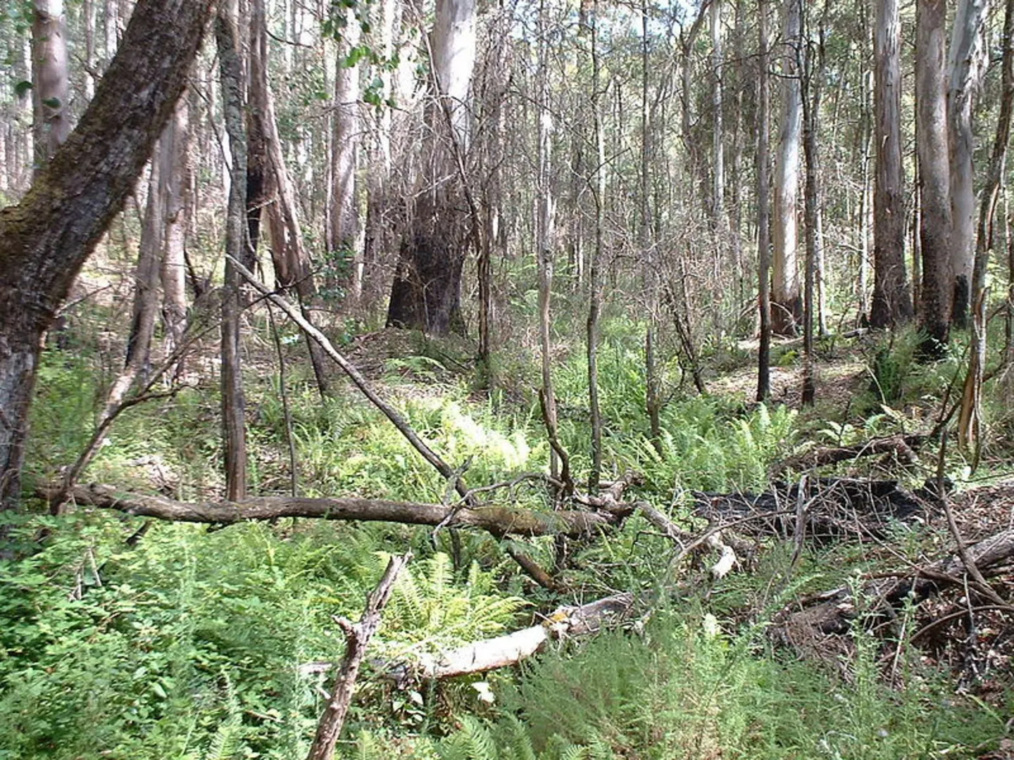 An image depicting the trail Stringybark Creek Historical Reserve Walk and its surrounding area.