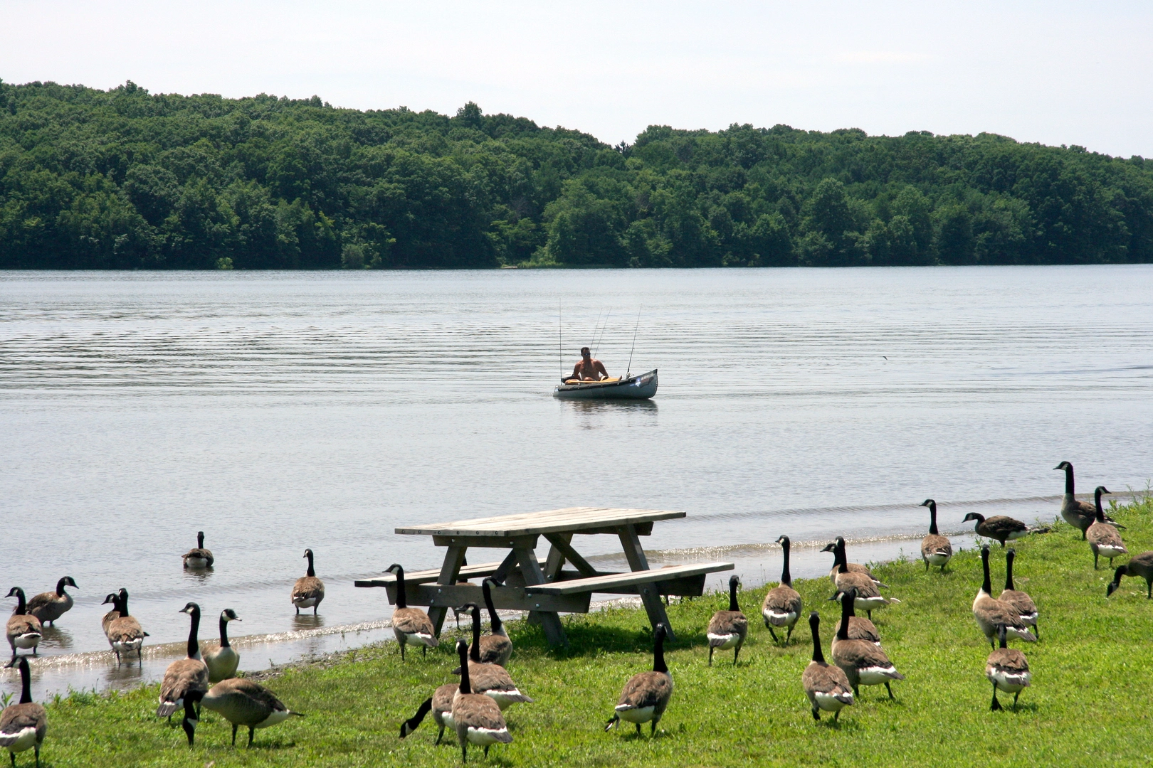 An image depicting the trail Lake Nockamixon Loop and its surrounding area.