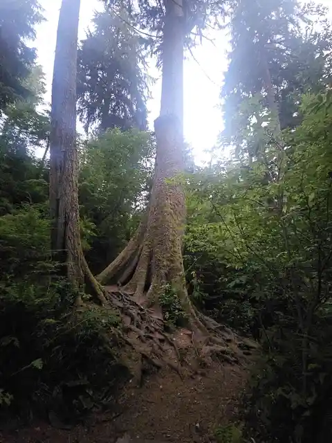 Cathedral Tree Trail