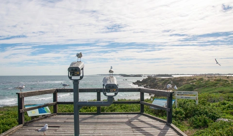 Penguin Island Boardwalk and Walk