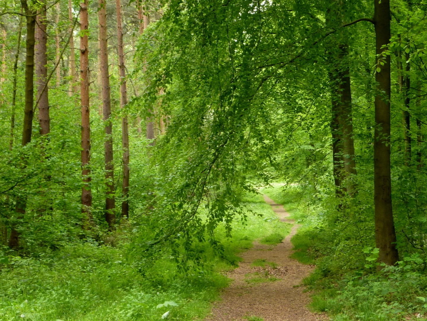 An image depicting the trail Whitwell Wood Loop and its surrounding area.