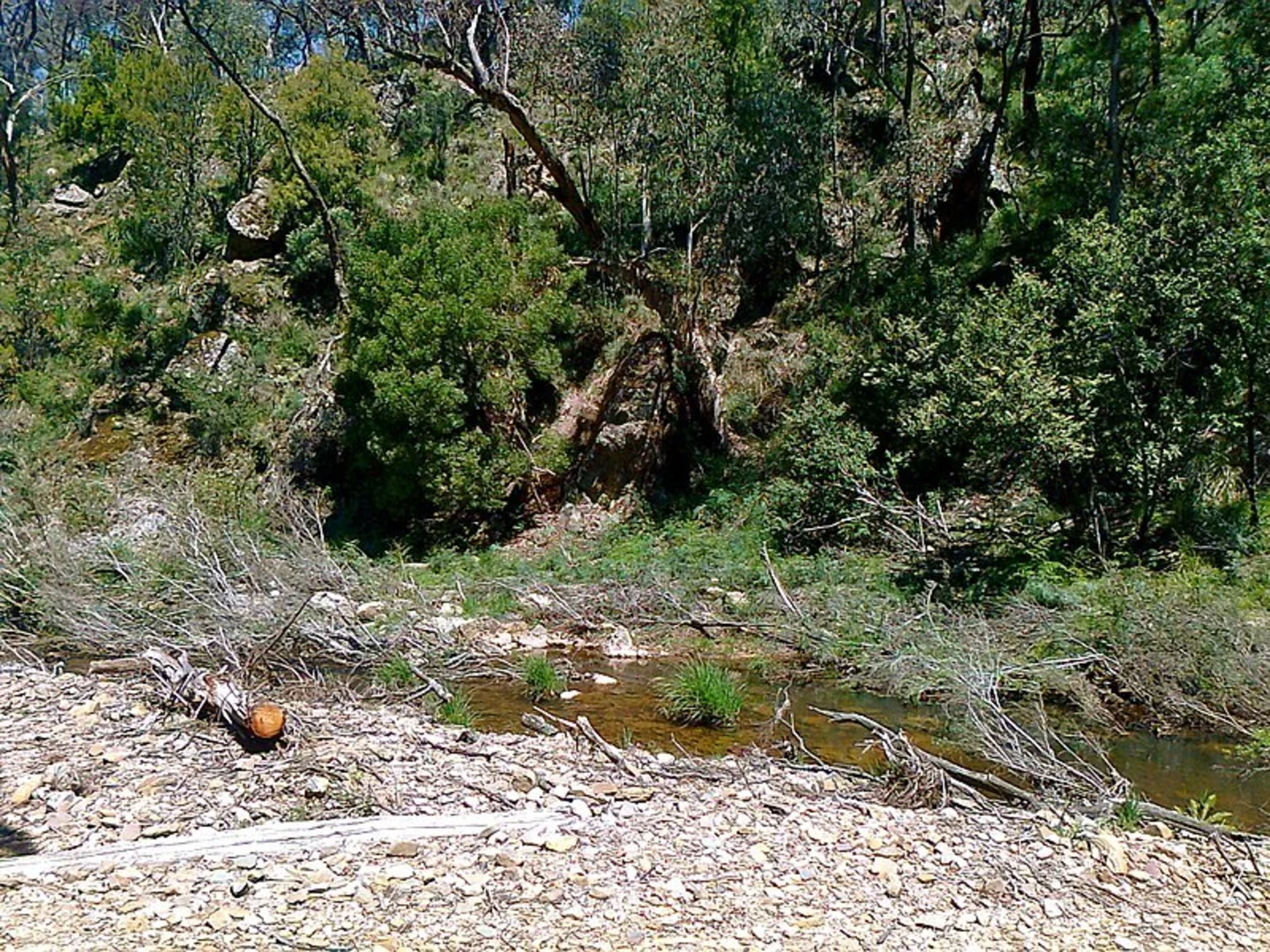 An image depicting the trail Blackwood Circuit and its surrounding area.