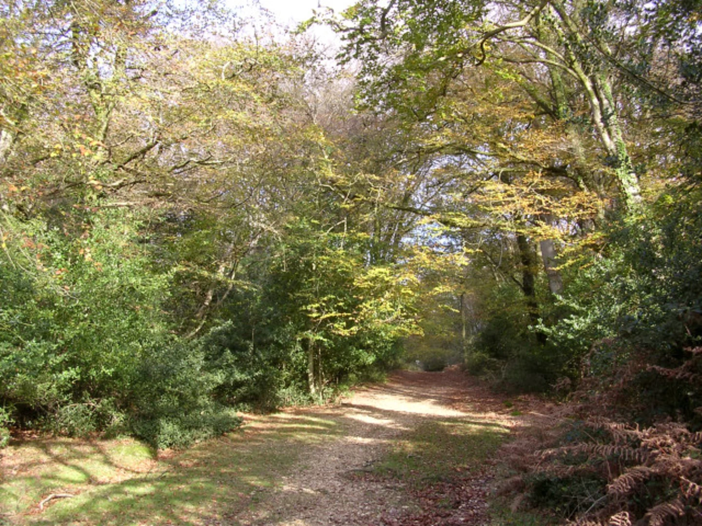 An image depicting the trail Lyndhurst and Gritnam Loop and its surrounding area.
