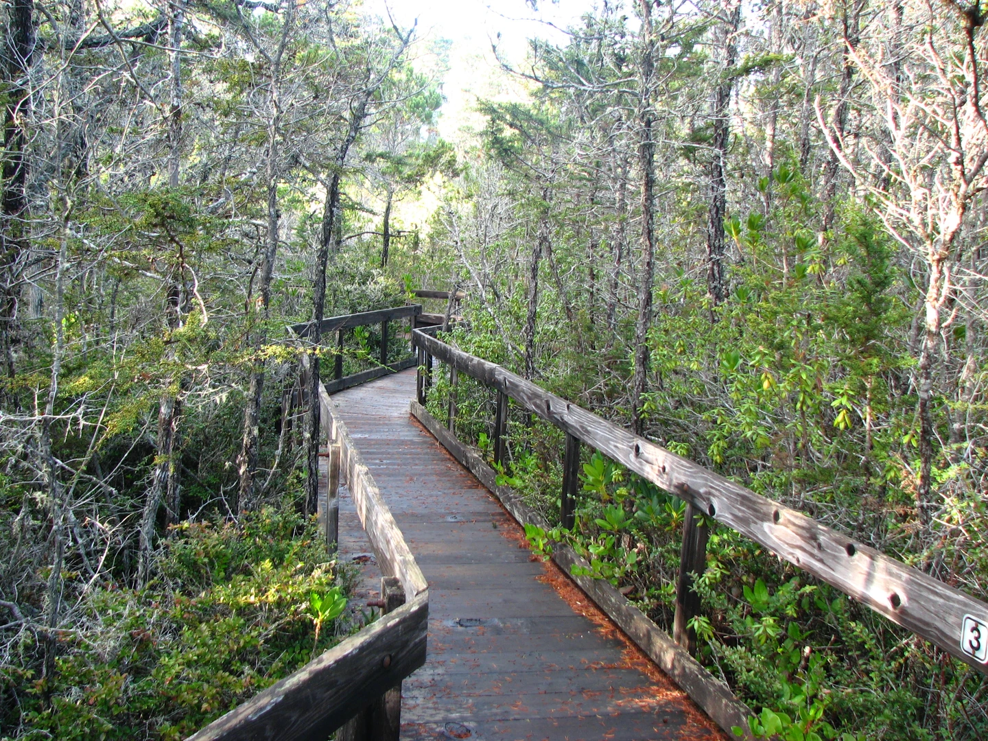 An image depicting the trail Pygmy Forest Self-Guided Trail and its surrounding area.