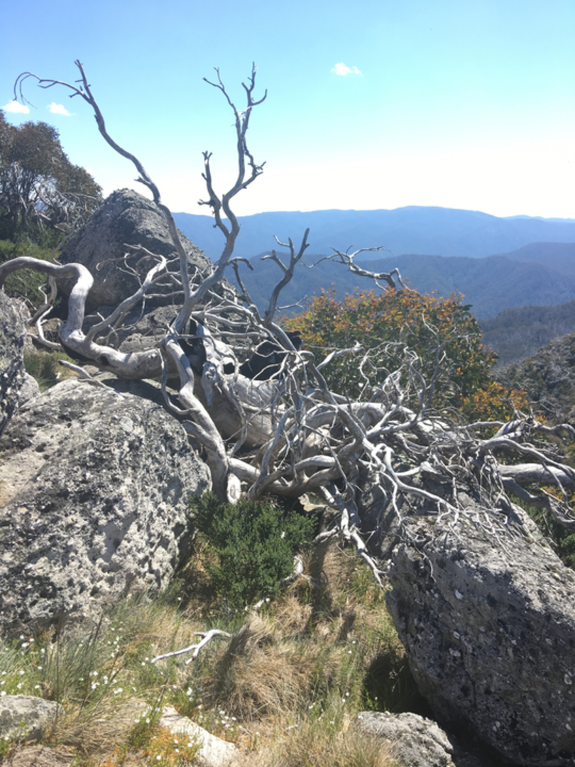 An image depicting the trail Mount Cobbler Plateau Circuit and its surrounding area.