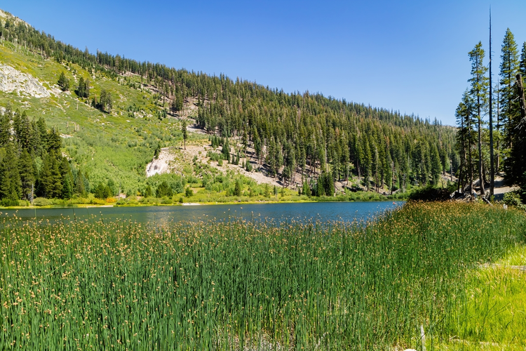 Summit Meadow via King Creek Trail