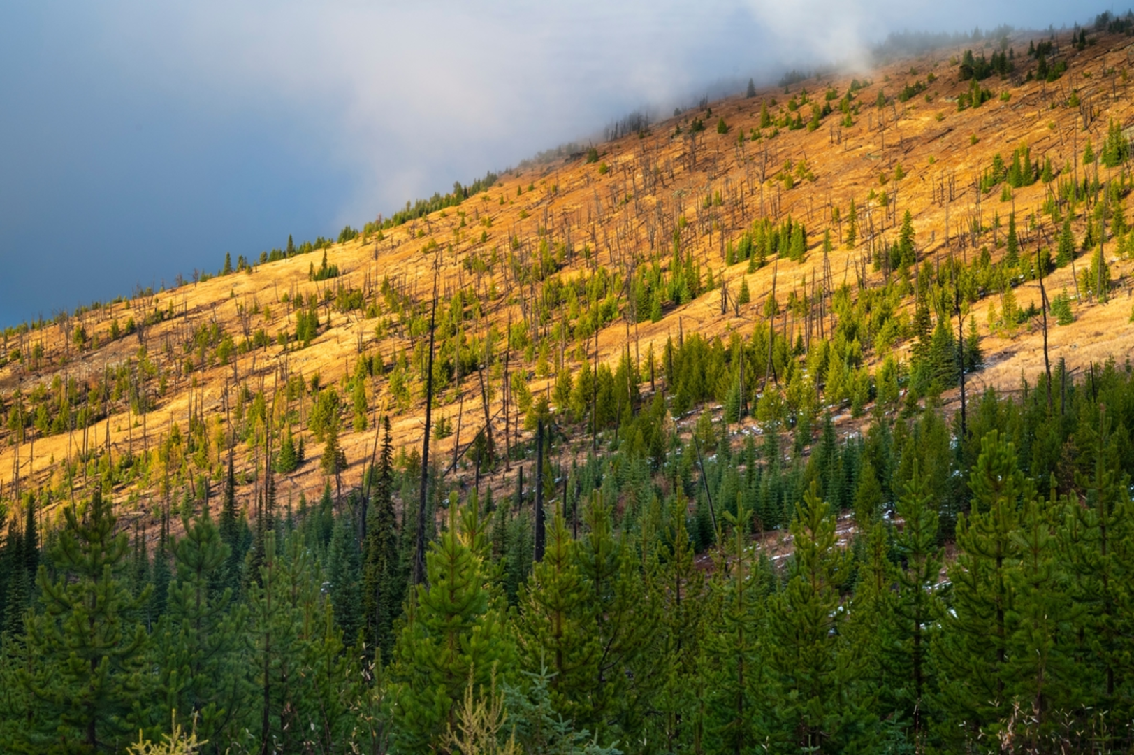 An image depicting the trail Jungle Hill Trail via Kettle Crest North Trail and its surrounding area.