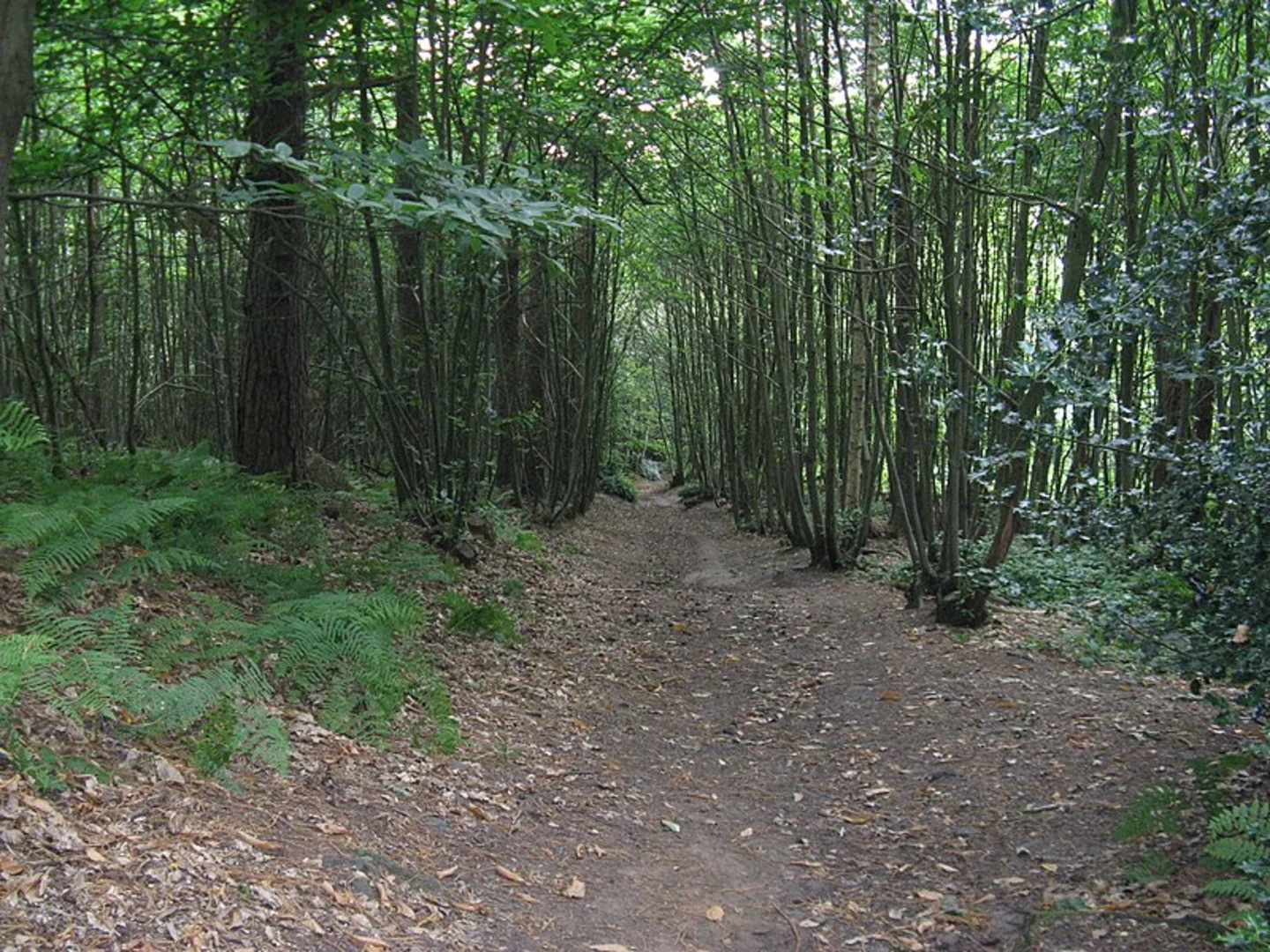 An image depicting the trail Hambledon and Hydon's Ball and its surrounding area.