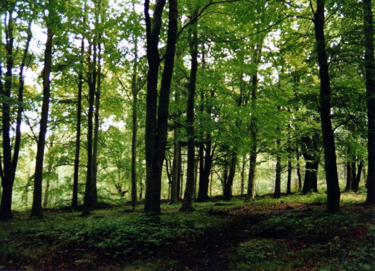 An image depicting the trail Chopwell Wood Loop and its surrounding area.