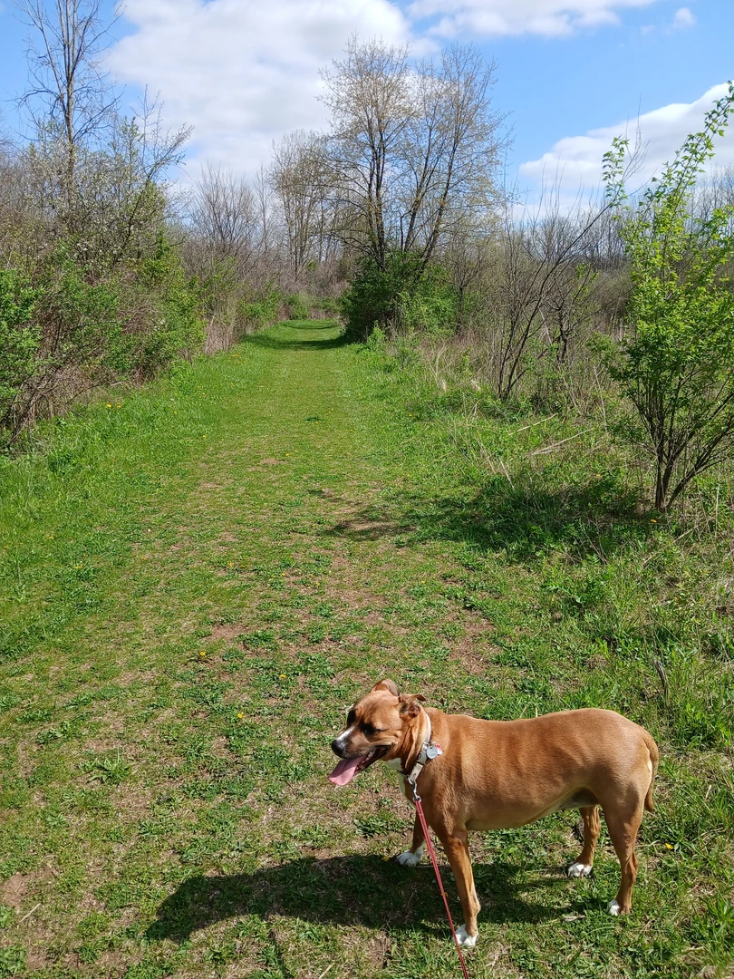 An image depicting the trail Wag Tail Trail and its surrounding area.