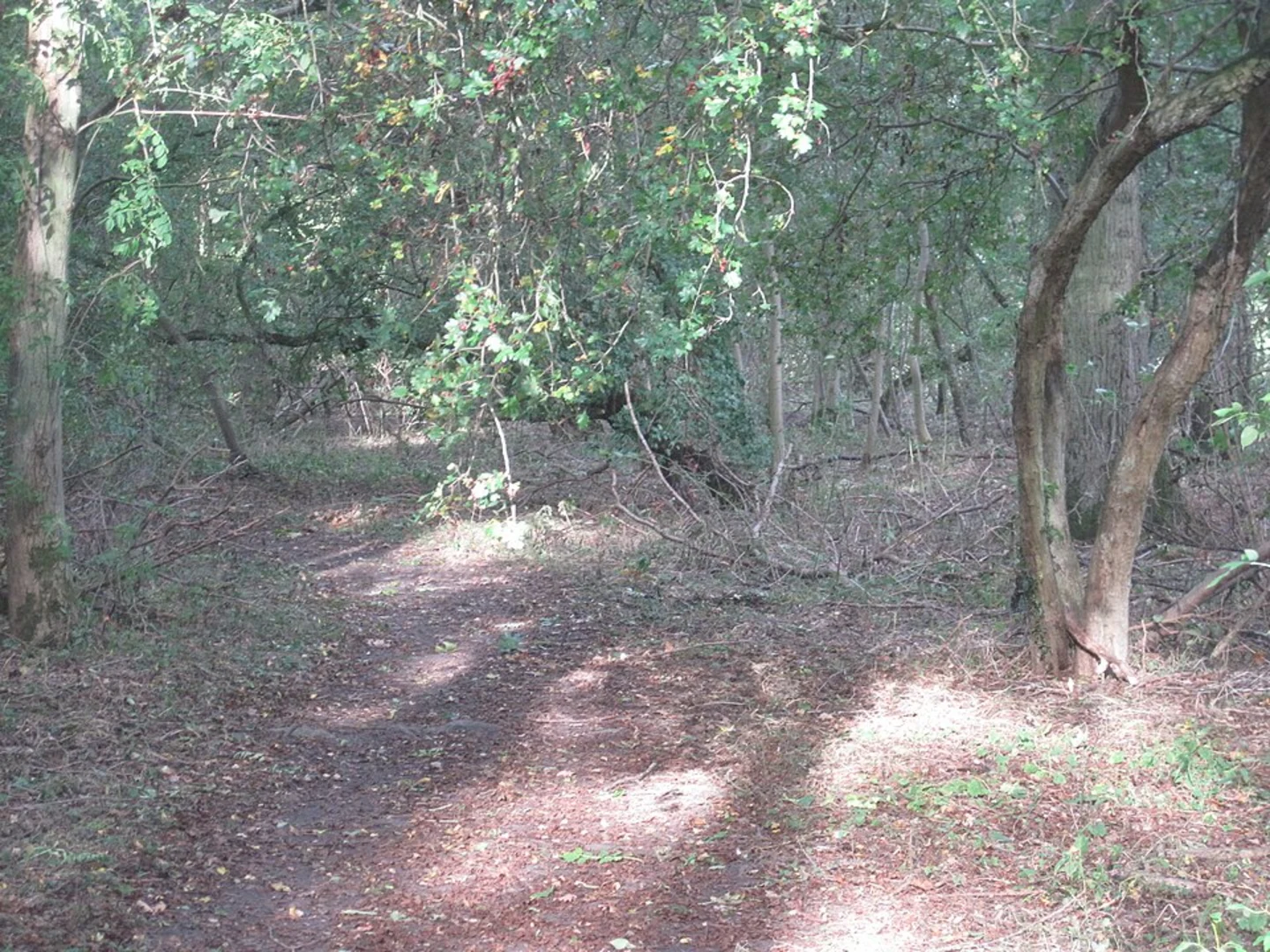 An image depicting the trail Harwick Wood and its surrounding area.