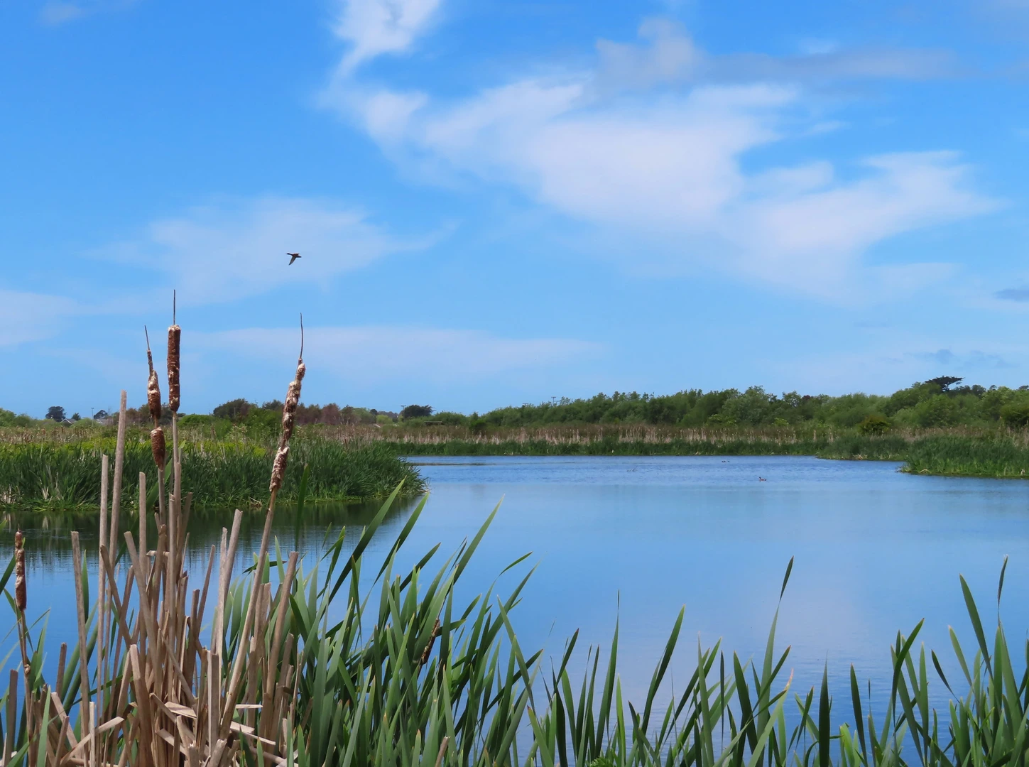 An image depicting the trail Brackish Pond Loop and its surrounding area.