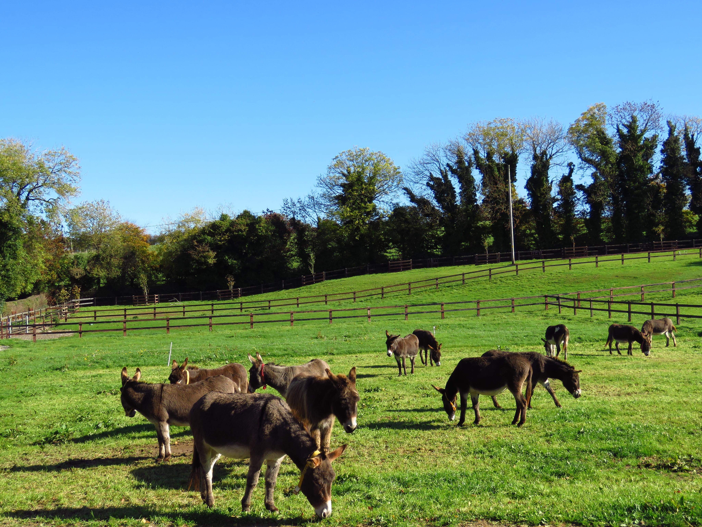 An image depicting the trail Donkey Sanctuary Loop and its surrounding area.