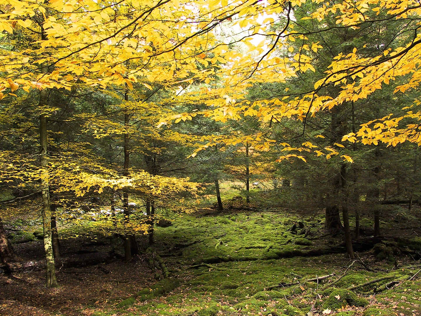 An image depicting the trail Gaging Sta Loop and its surrounding area.