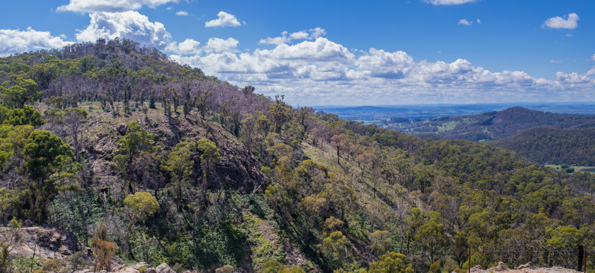 An image depicting the trail Spring Glade Walking Track and its surrounding area.