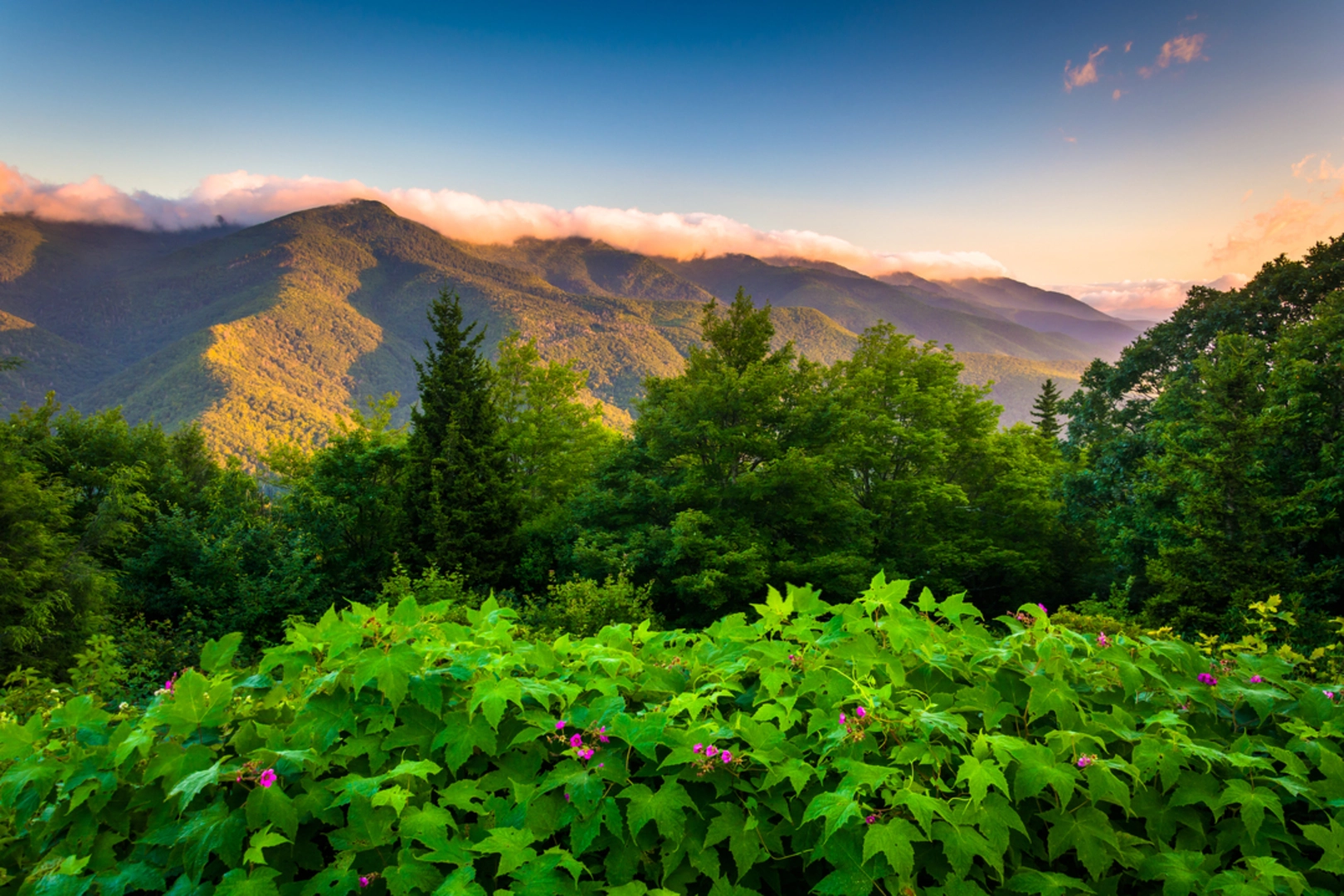 An image depicting the trail Green Knob Trail and its surrounding area.