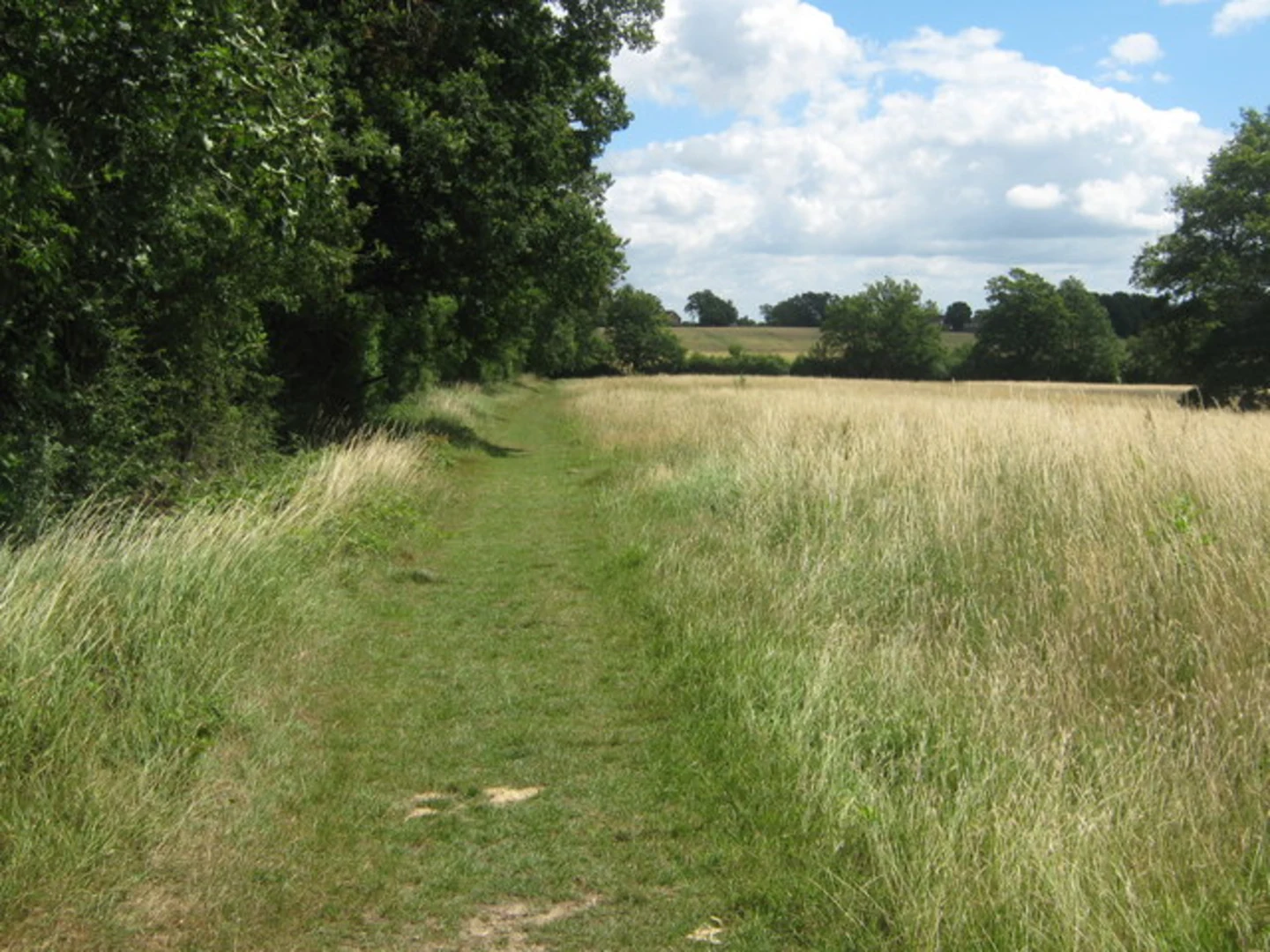 An image depicting the trail Tonbridge Wood Walk and its surrounding area.