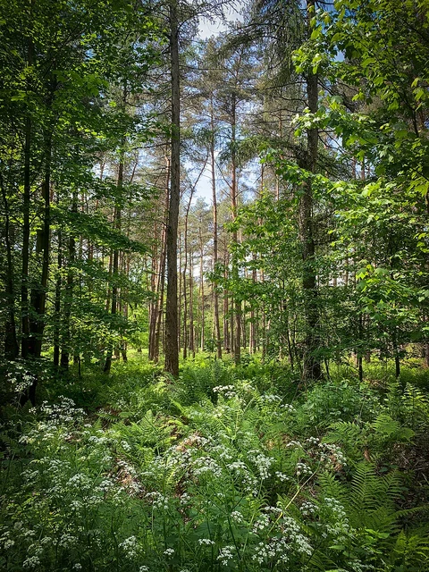 Klompenweg and Gladbeck Holten Loop