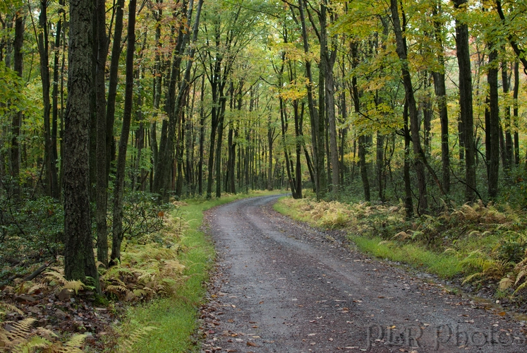 Hickory Run Trail