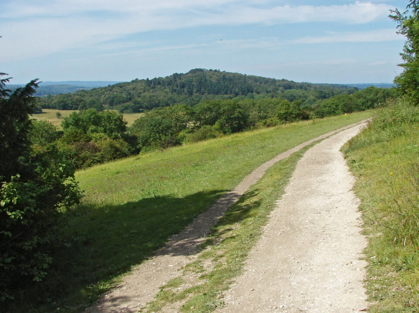 An image depicting the trail Newlands Corner Loop and its surrounding area.