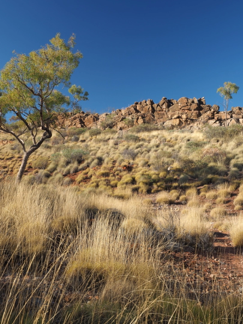 An image depicting the trail Ellery Creek Dolomite Circuit Trail and its surrounding area.