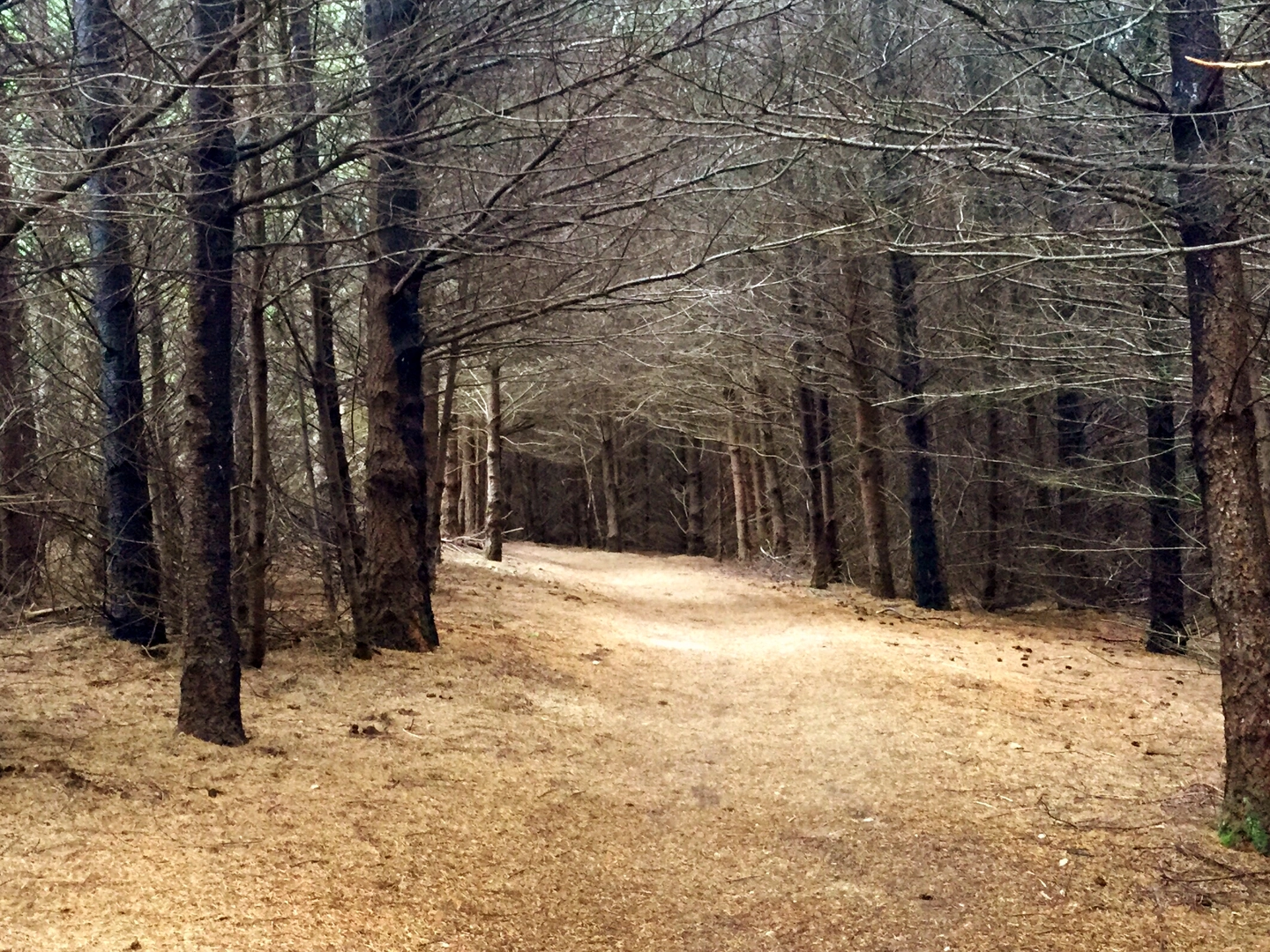 An image depicting the trail Mount Wittenberg, Coast and Bear Valley Loop Trail and its surrounding area.