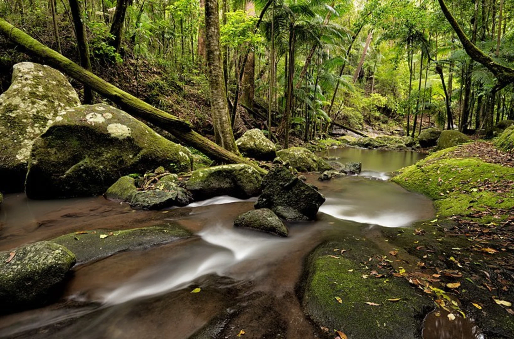 An image depicting the trail Booyong Track and its surrounding area.