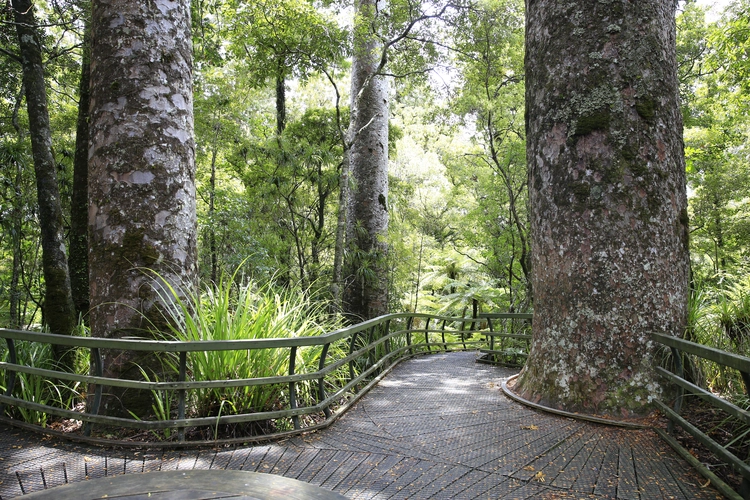 Puketi Nature Trail