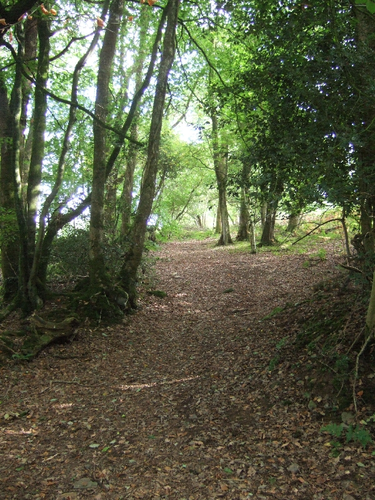 Wooston Castle, Charles Wood, River Teign and Hunter's Tor Loop