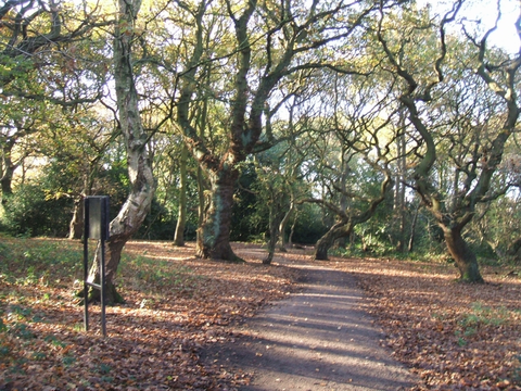 Rough Wood, Sneyd Reservoir and Oily Gough Walk