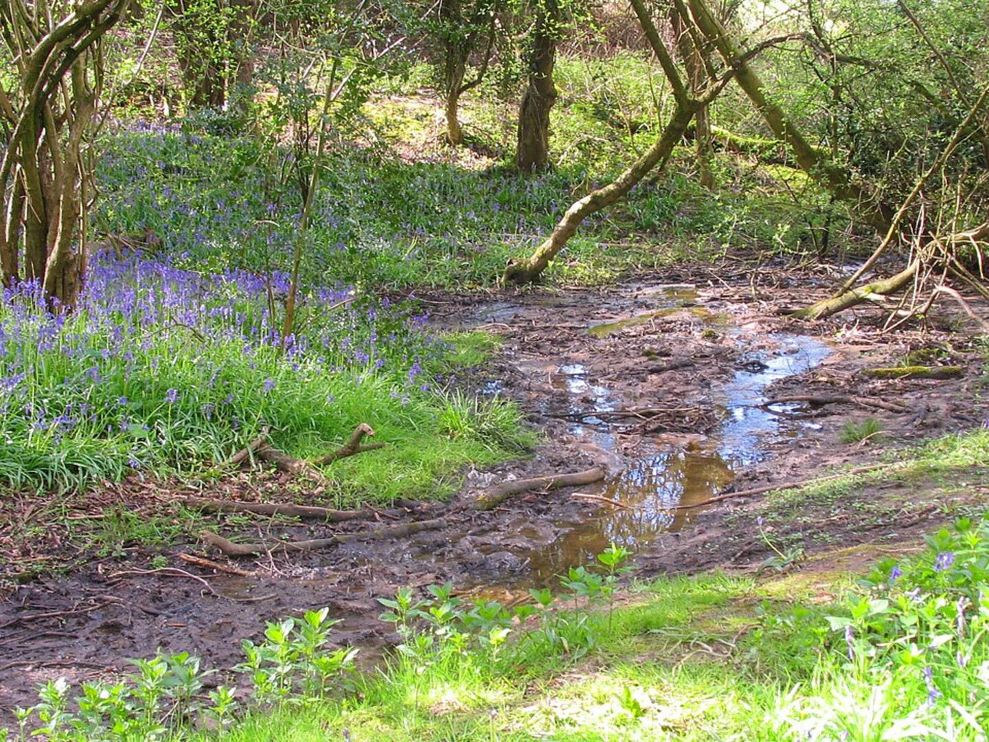 An image depicting the trail High Woods Woodland Loop - Colchester and its surrounding area.
