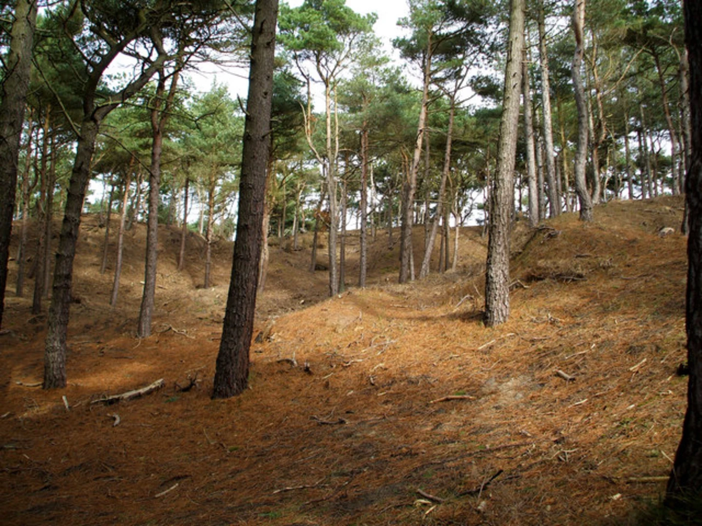 An image depicting the trail Formby Wood and its surrounding area.