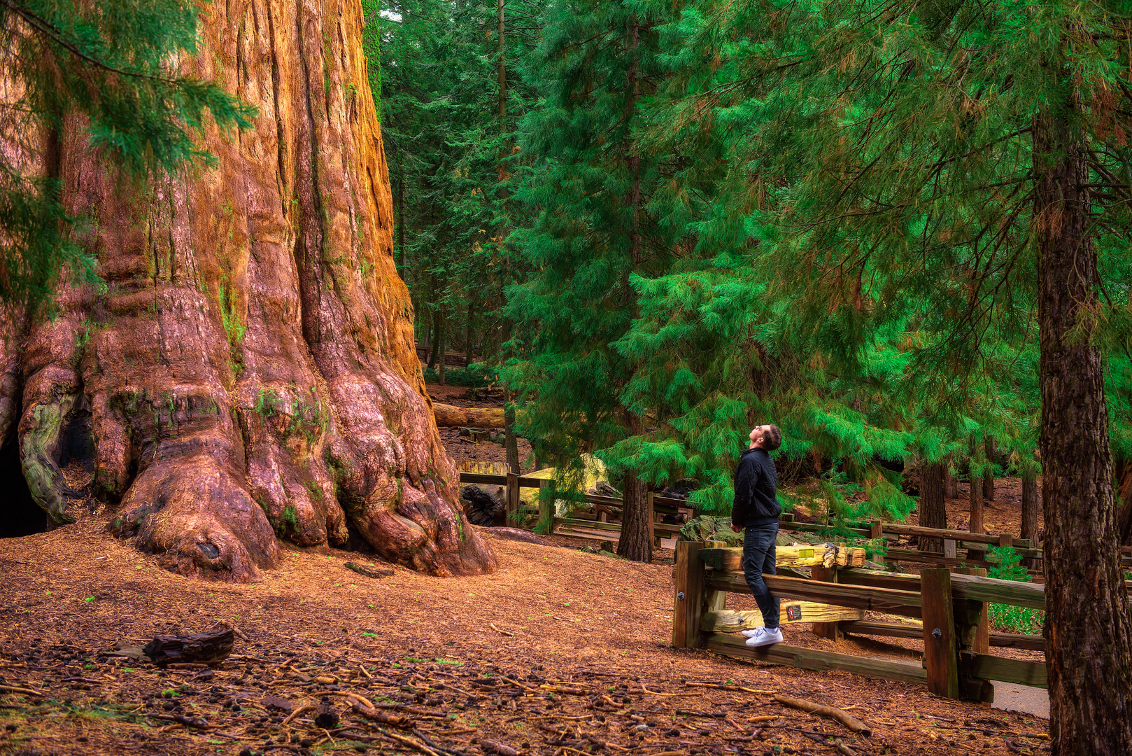 An image depicting the trail Sherman Tree Trail and Washington Tree Trail and its surrounding area.