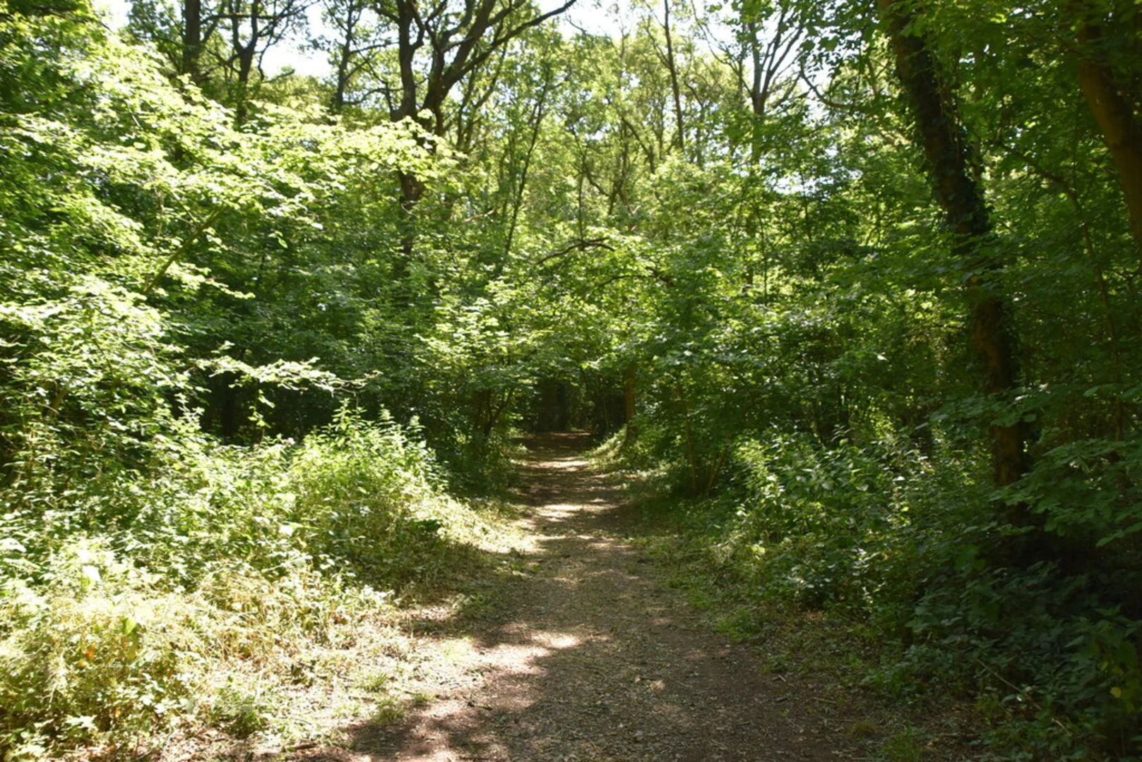 An image depicting the trail Staffhurst Wood Loop and its surrounding area.