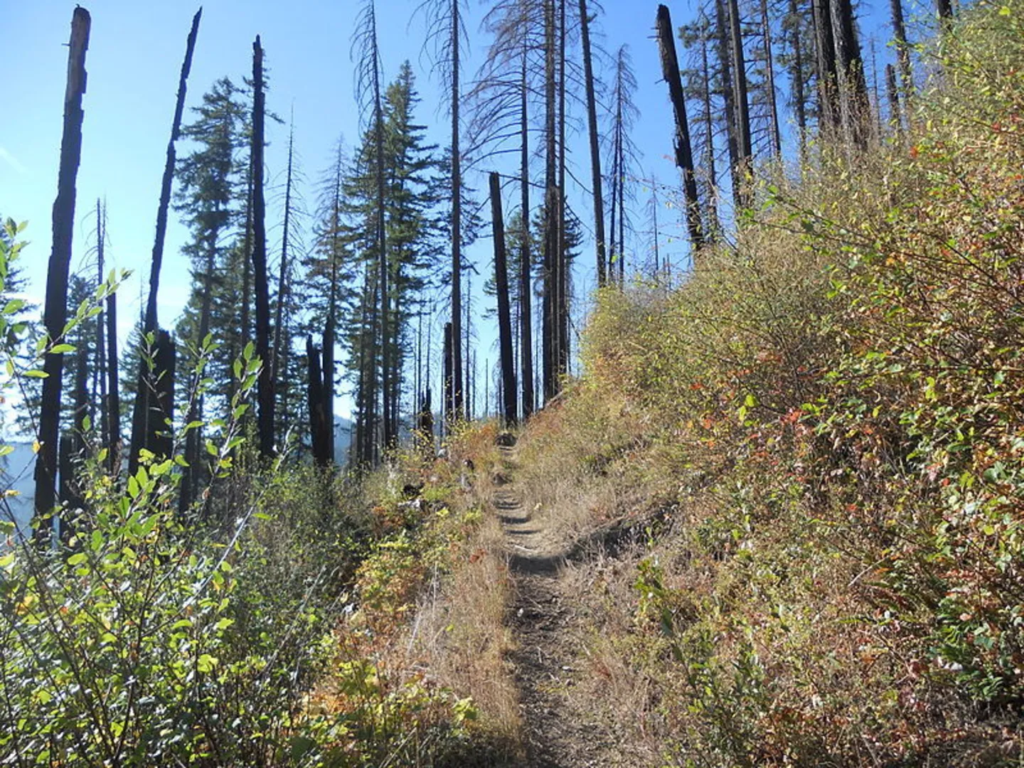 An image depicting the trail Boulder Creek Trail and its surrounding area.