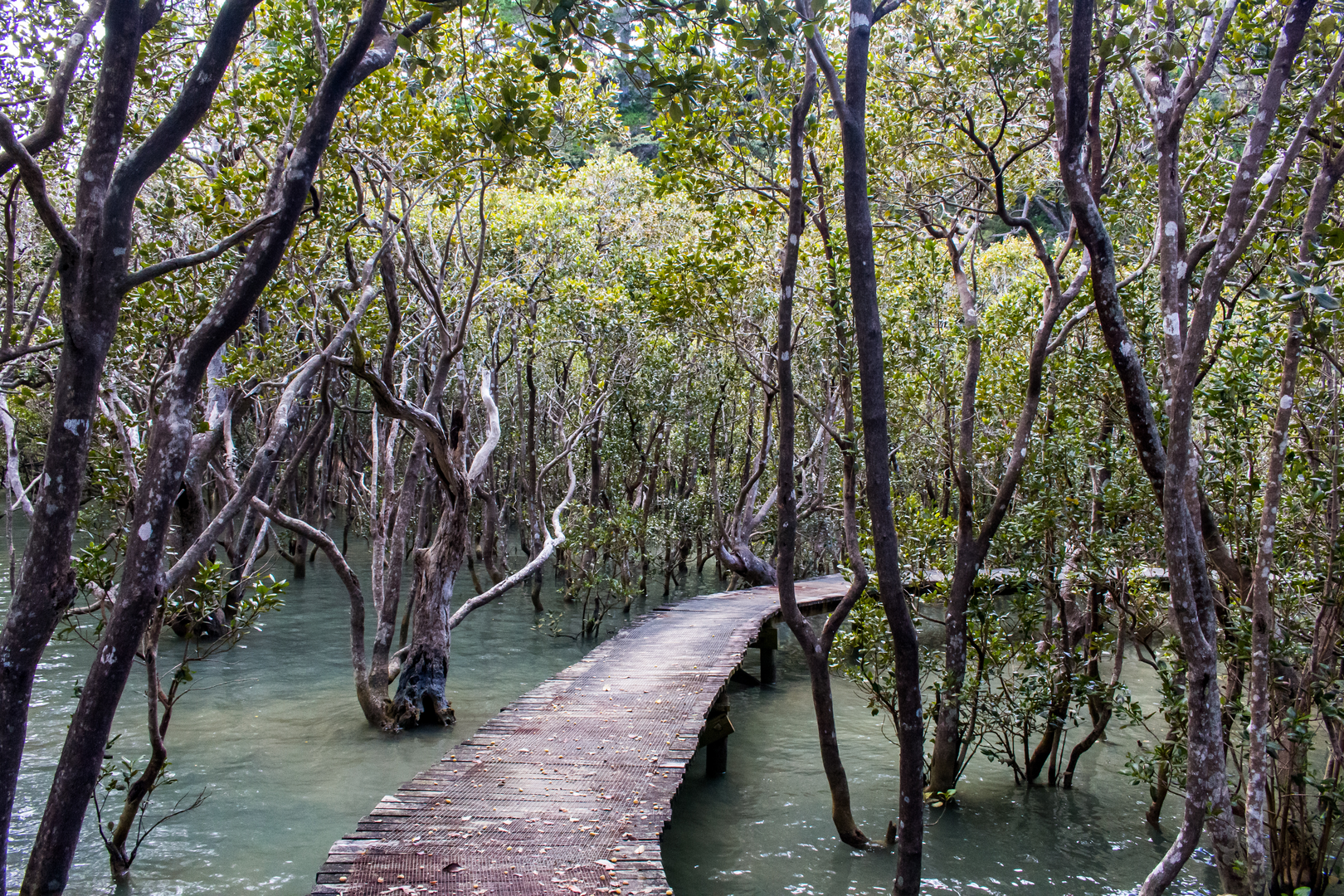 An image depicting the trail Paihia to Opua Walkway and its surrounding area.