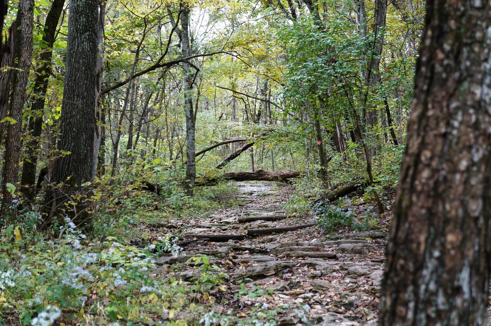High Ridge Loop Trail | Boone County | Missouri