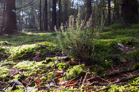 Commissaris Cramerpad and Boswachterij Ruinen Loop