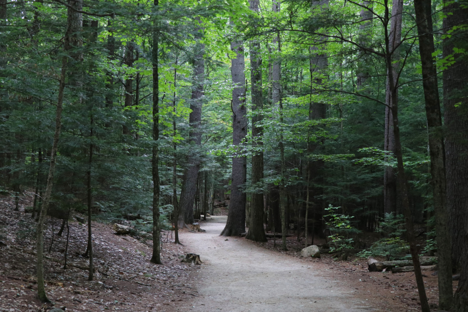 An image depicting the trail Red Ridge Trail via Moat Mountain Trail and its surrounding area.