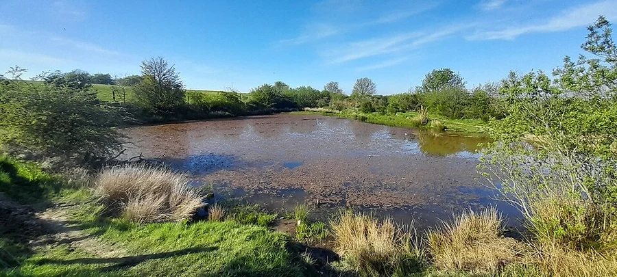 Carrmyers Pond Loop