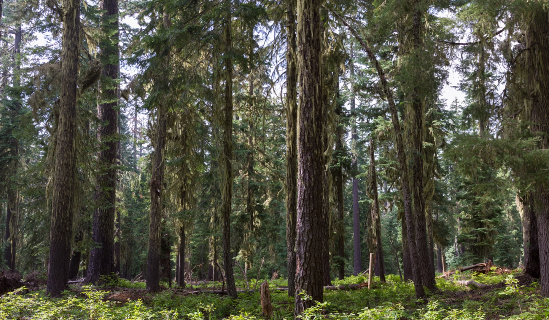 An image depicting the trail Huckleberry Lake Trail and its surrounding area.