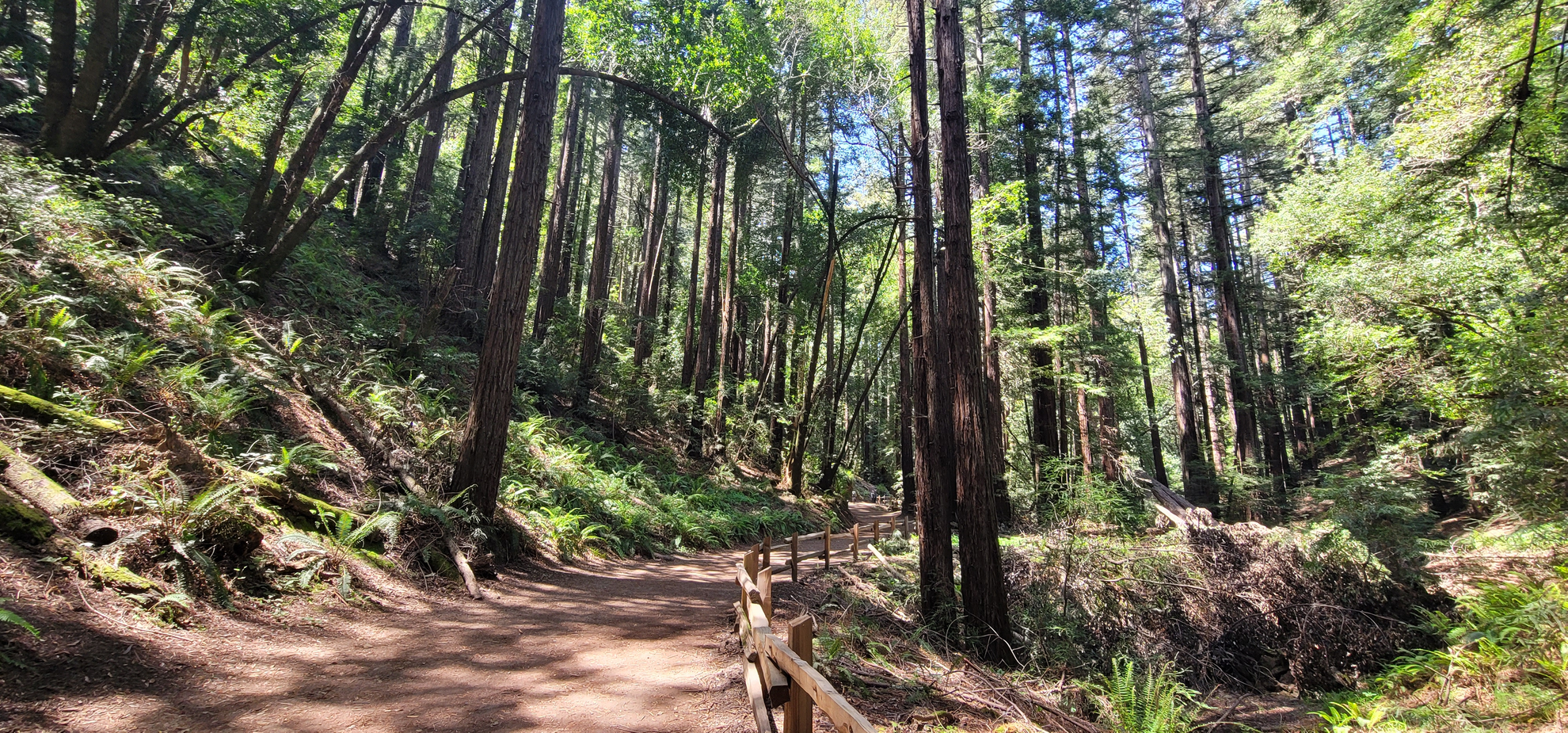 An image depicting the trail Madrone, French and West Ridge Loop Trail and its surrounding area.