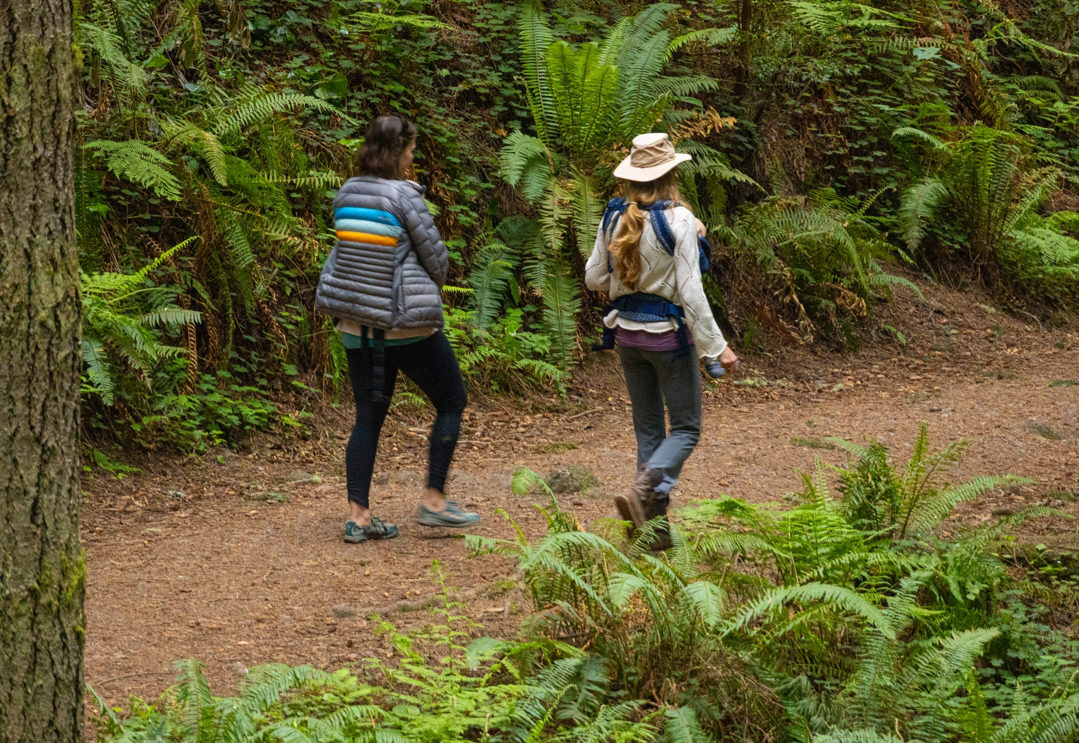 An image depicting the trail Lower Janes Creek Trail and Janes Creek Trail Loop and its surrounding area.