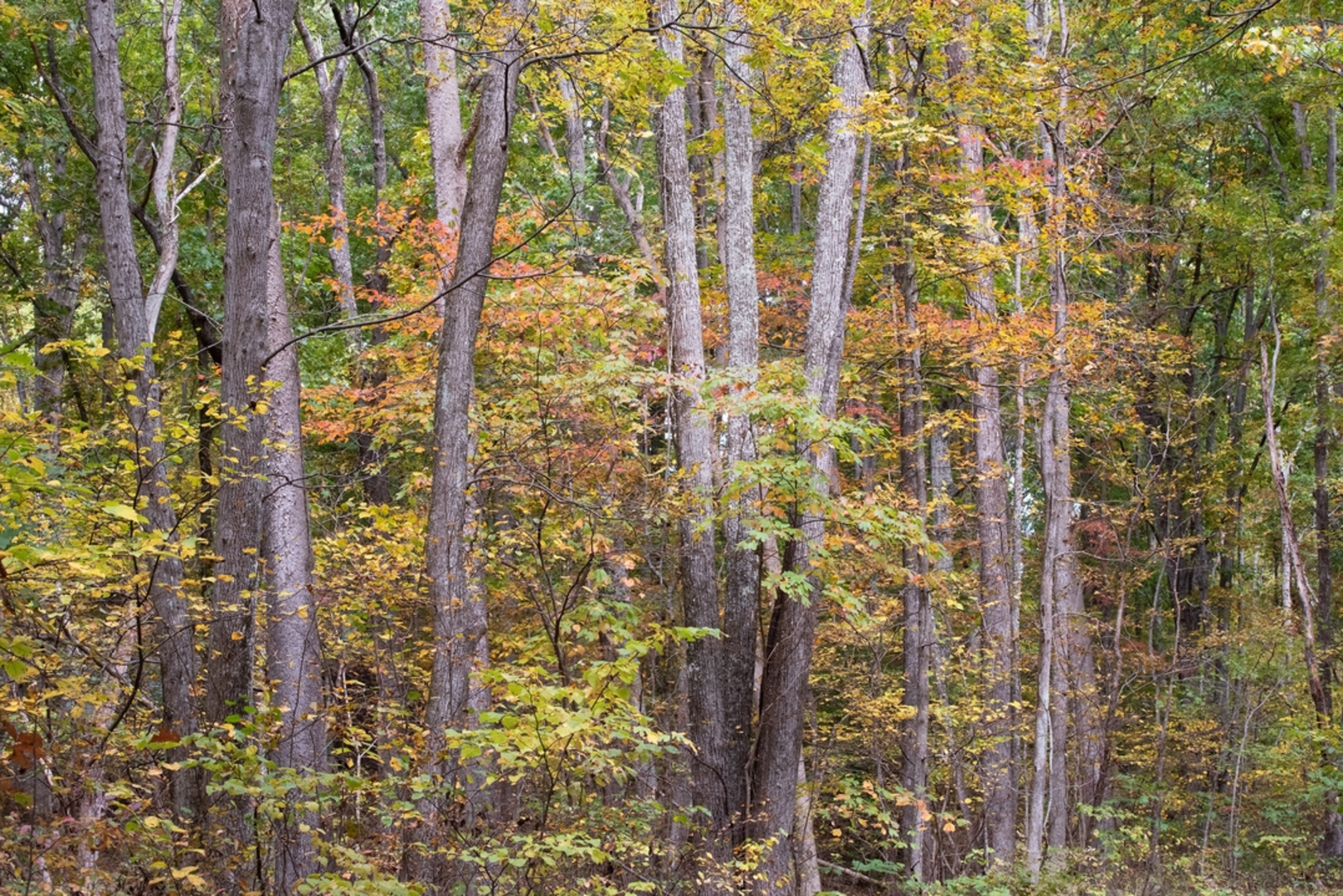 An image depicting the trail Lands Run Falls Trail and its surrounding area.