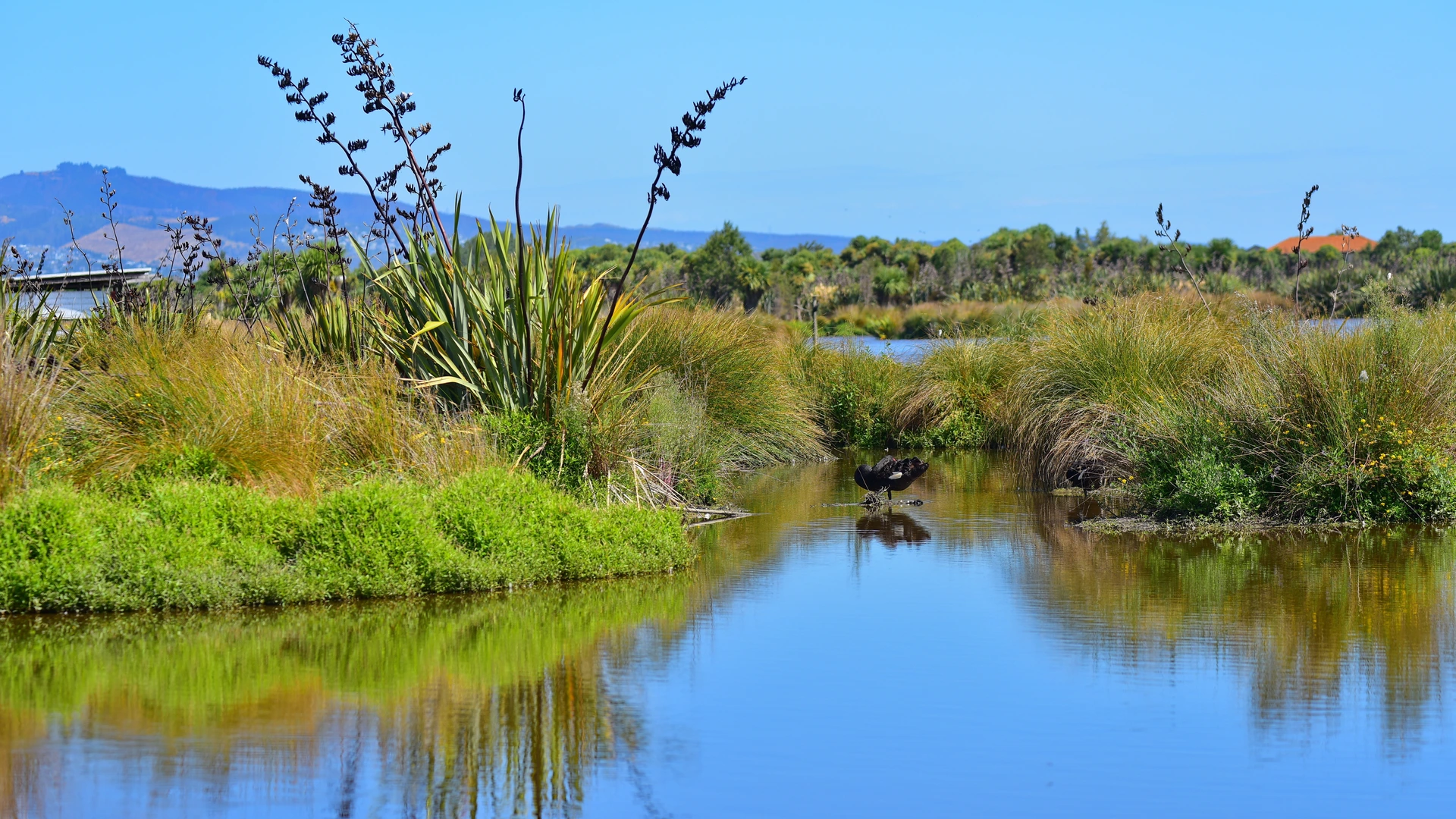 An image depicting the trail Travis Wetland Track and its surrounding area.