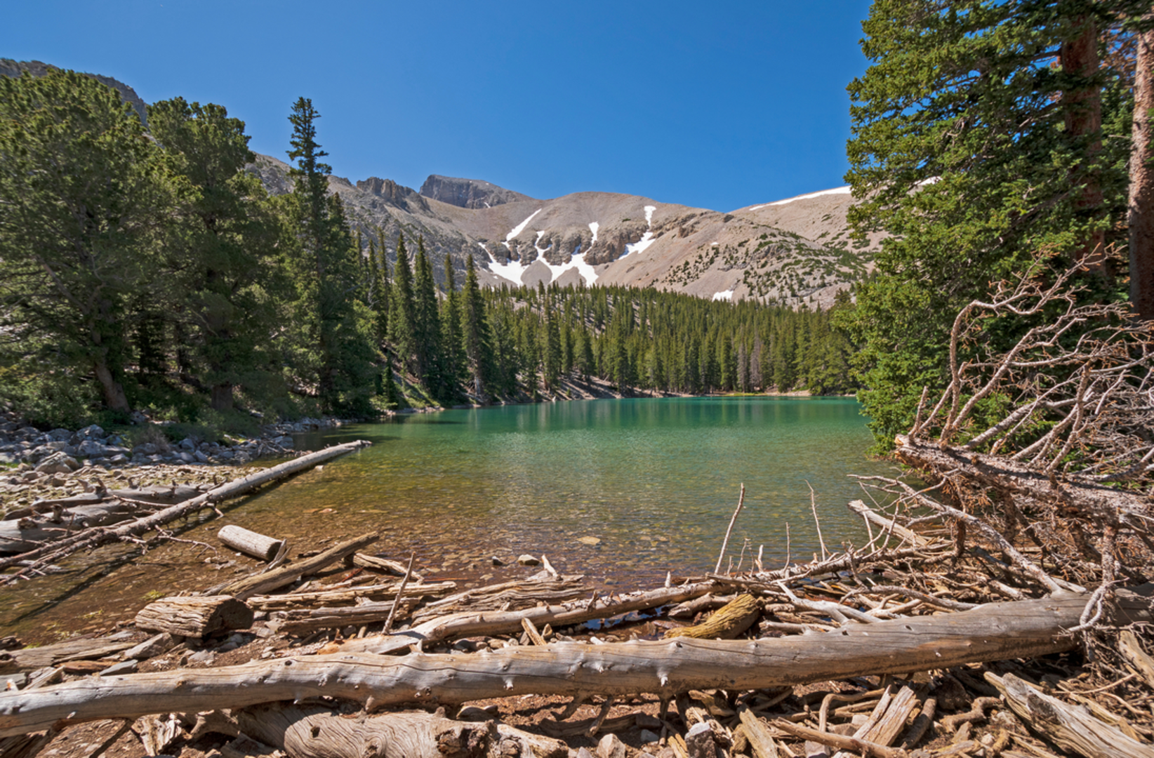 An image depicting the trail Sky Islands Forest Trail and its surrounding area.
