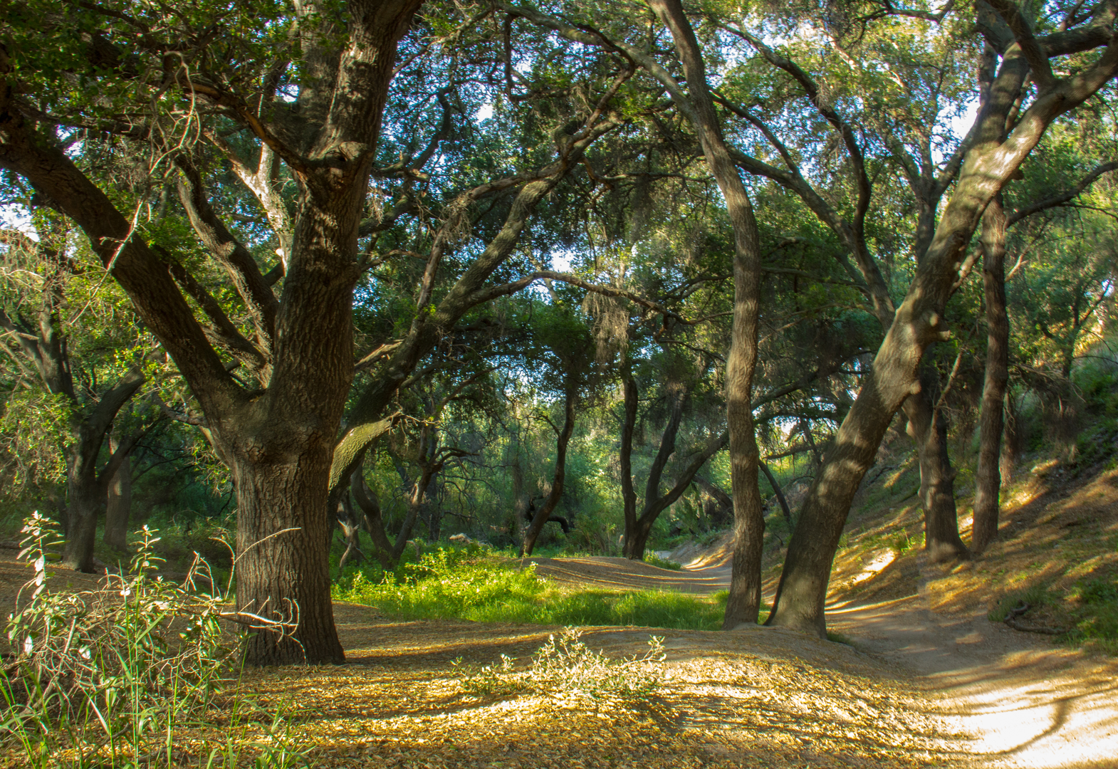 An image depicting the trail Billy Goat and Mustard Road Loop and its surrounding area.