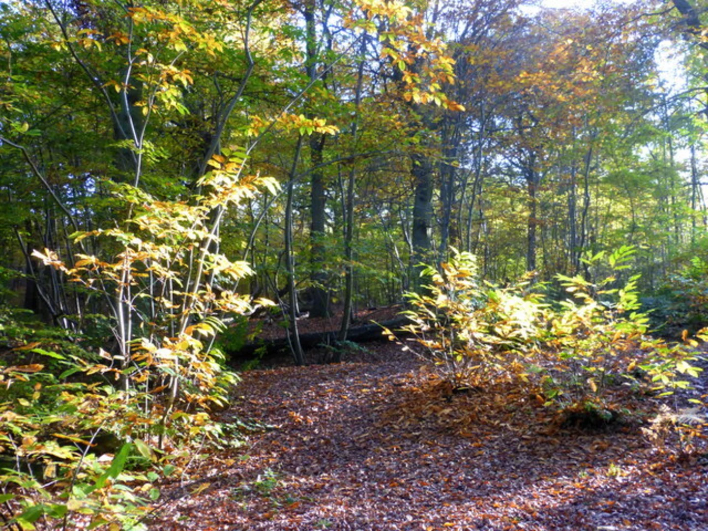 An image depicting the trail Blean Woods National Nature Reserve and its surrounding area.