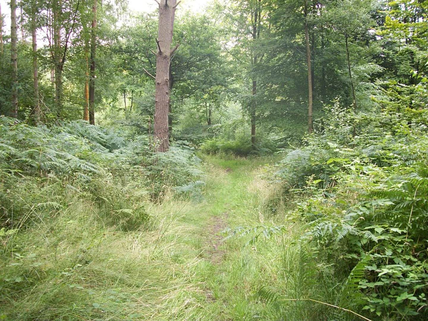 An image depicting the trail Shamley Green to Pasture Wood Walk and its surrounding area.