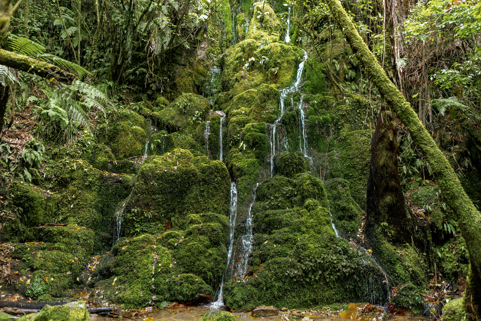 An image depicting the trail Te Auheke Track and its surrounding area.
